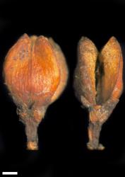 Veronica cockayneana. Capsules. Scale = 1 mm.
 Image: W.M. Malcolm © Te Papa CC-BY-NC 3.0 NZ